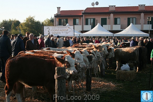 In prà della Antica Fiera di Arsego (14).JPG